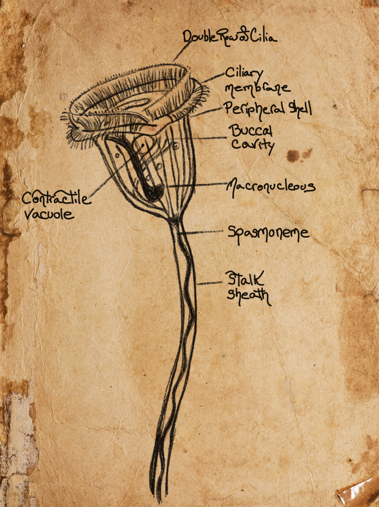 Diagram of the Structure of a Vorticella Cell
\