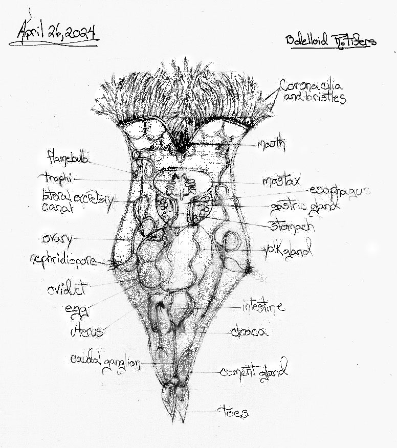 Philodina Rotifer | Anatomy