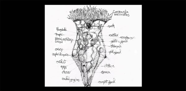 Anatomy of a Philodina Rotifer