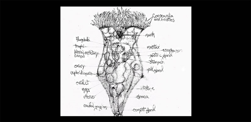 Anatomy of a Philodina Rotifer